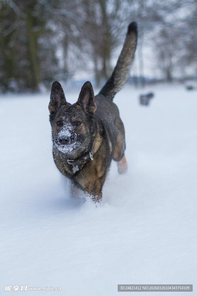 雪地中奔跑的帅气狗狗