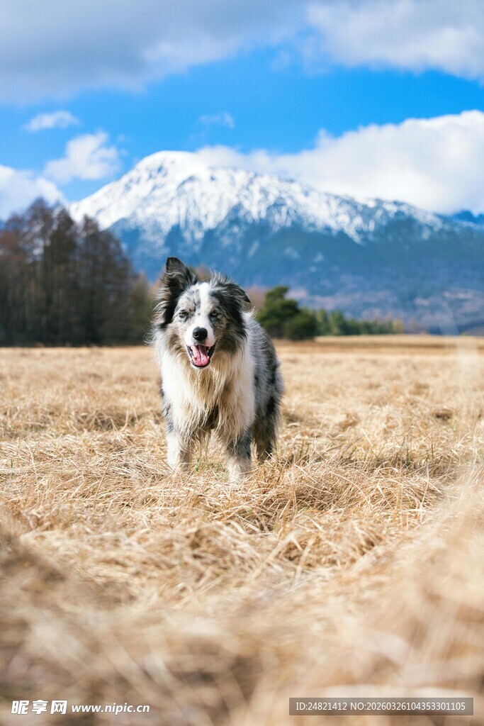 田野中奔跑的快乐牧羊犬