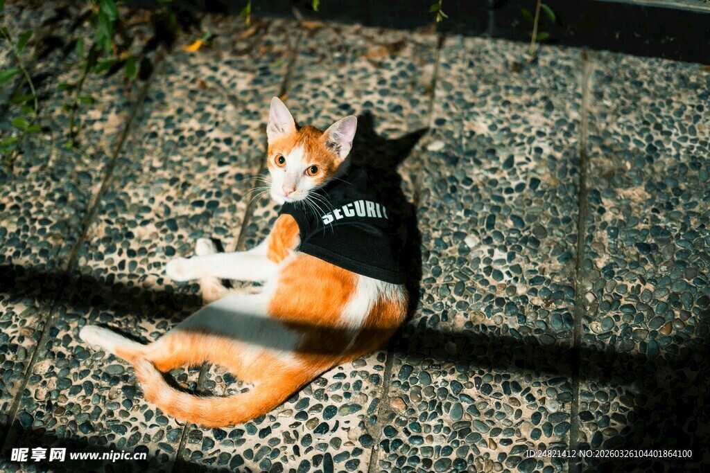 穿着背心的猫咪惬意躺卧