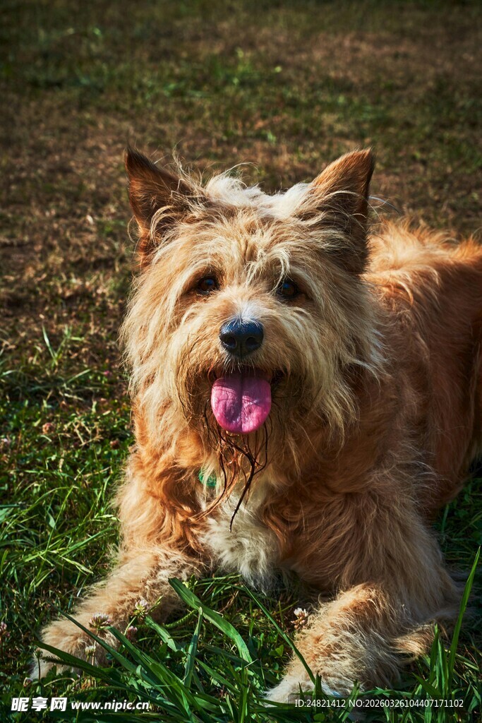 草地上的可爱长毛犬