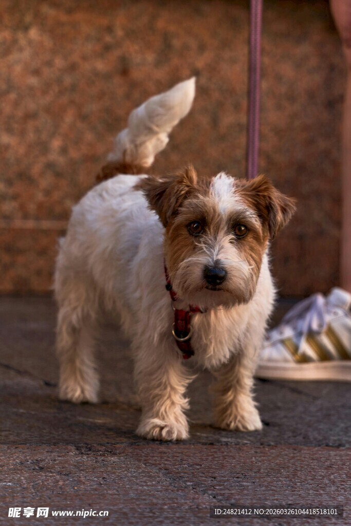 可爱杰克罗素梗犬站立照