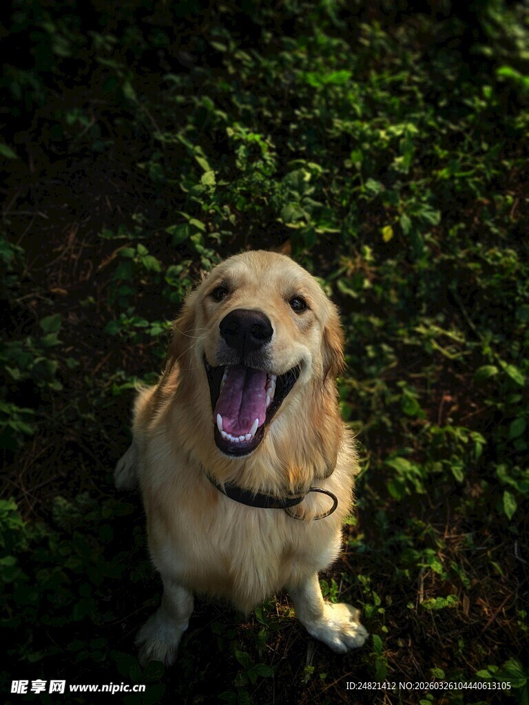 阳光下的开心金毛犬