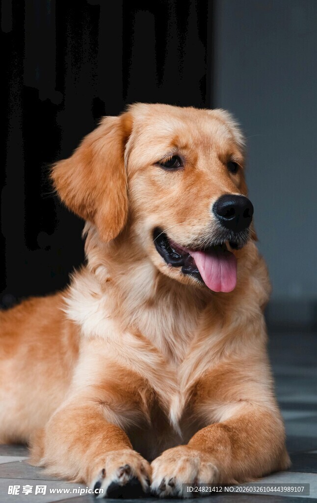 趴着的可爱金毛犬