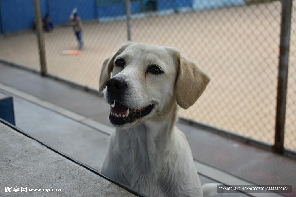 可爱拉布拉多犬看向镜头