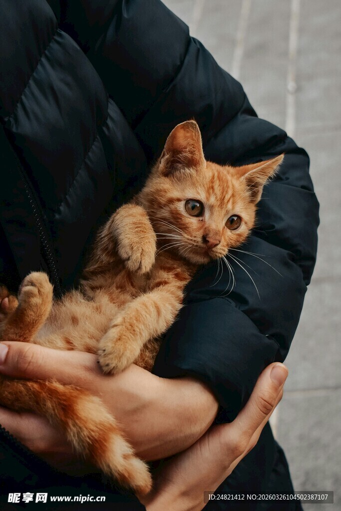 怀中橘猫