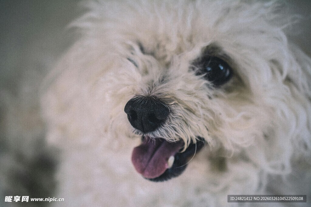 可爱白毛小狗张嘴露舌