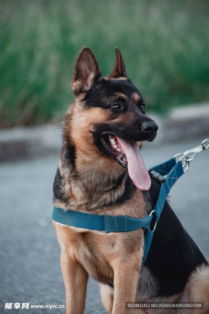 拴着牵引绳的帅气德国牧羊犬