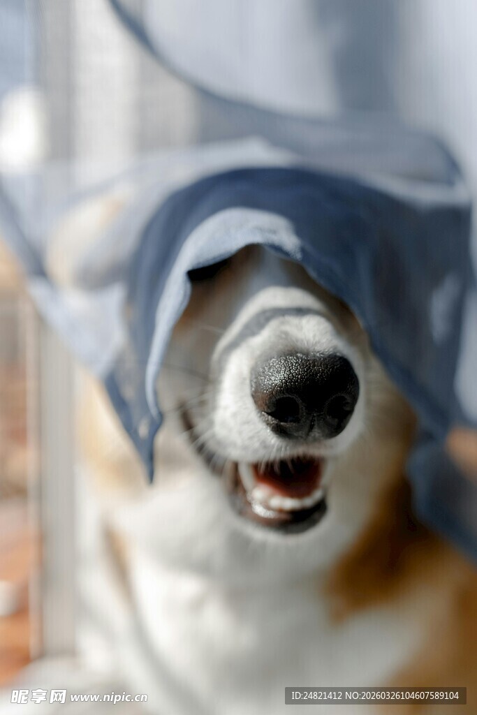 戴帽柯基咧嘴笑