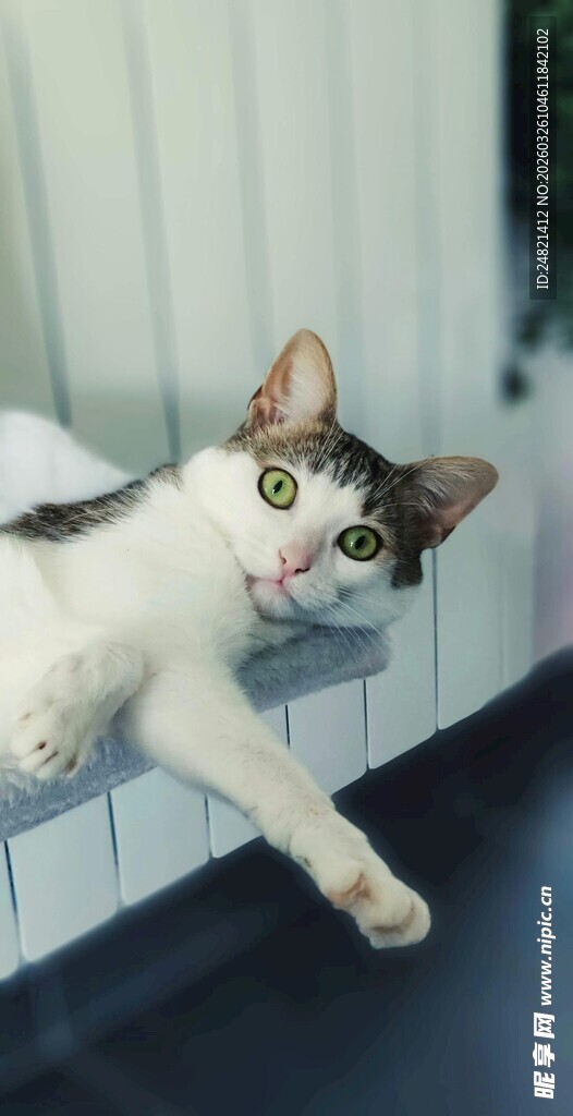 俏皮猫咪伸展身姿