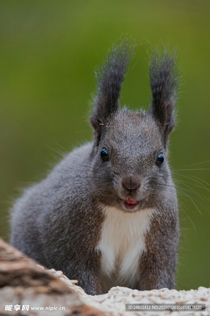 可爱灰松鼠张嘴望镜头