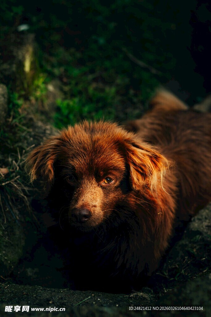 棕色小狗趴于绿植间