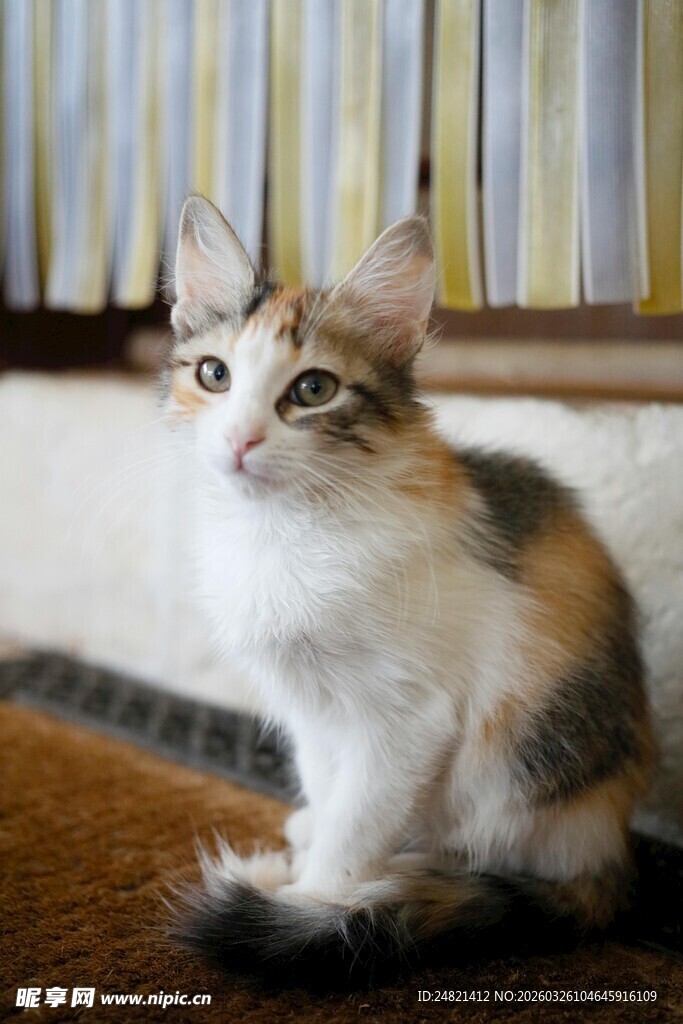 三色小猫端坐好奇张望