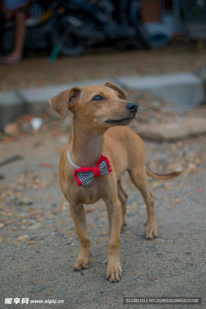 戴领结的可爱棕色小狗