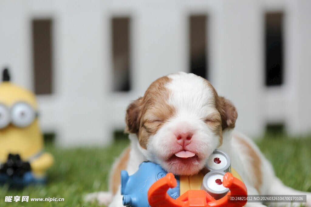 萌小狗抱着玩具惬意休憩