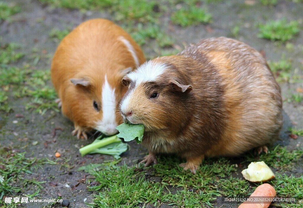 两只豚鼠在草地上进食