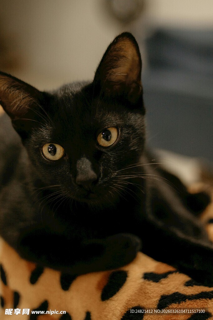 黑猫趴卧在豹纹垫子上
