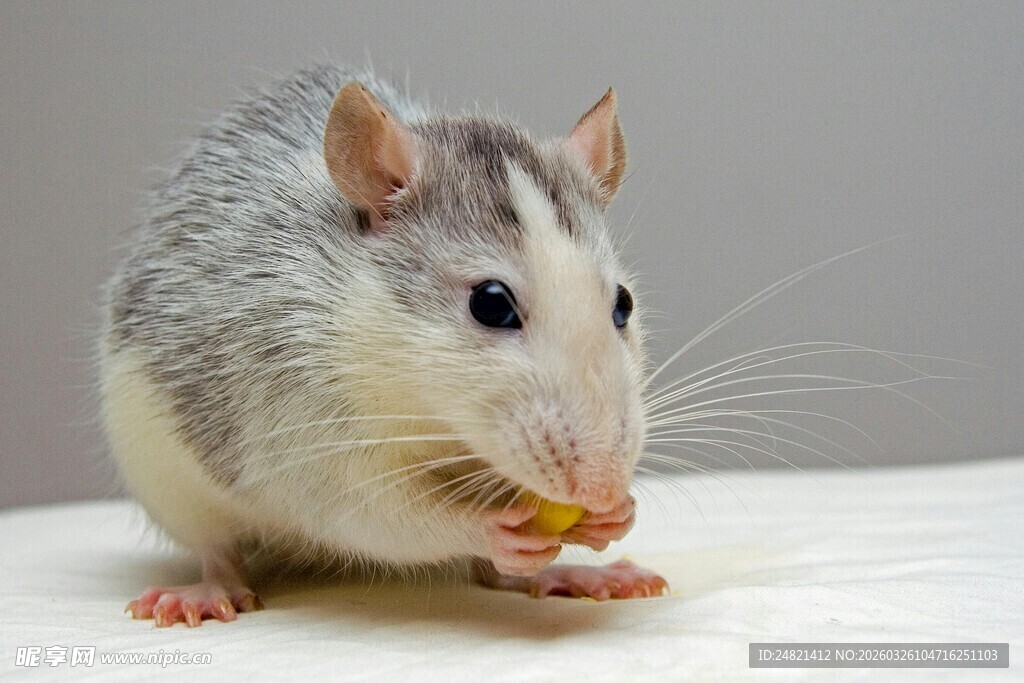灰白小鼠进食可爱瞬间