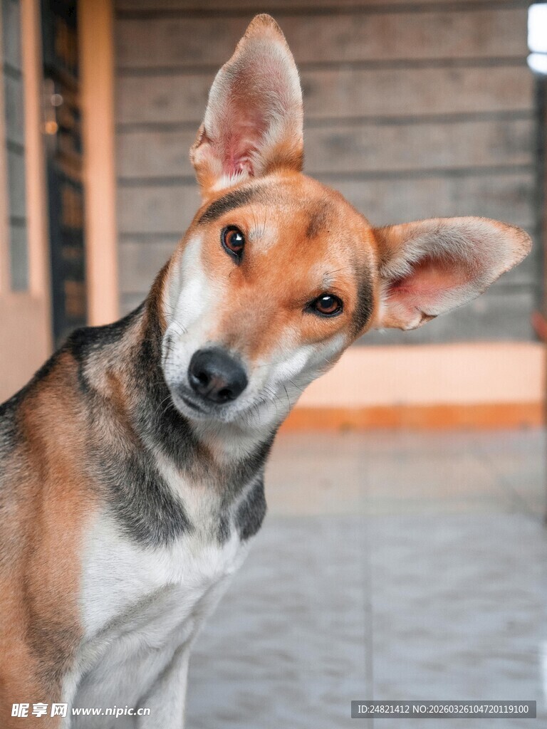 可爱狗狗歪头好奇模样