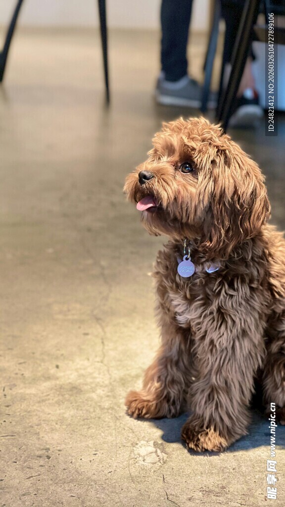 可爱棕色小狗坐于地面