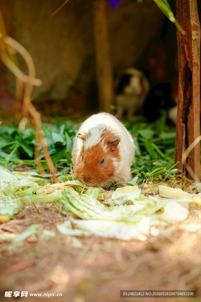 可爱豚鼠在绿植中进食