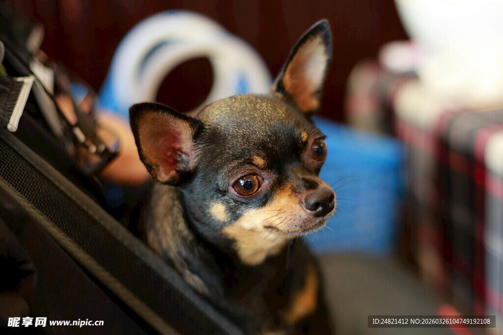可爱吉娃娃小狗车内萌态