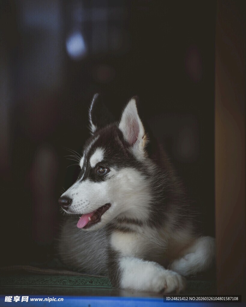 可爱哈士奇惬意趴坐