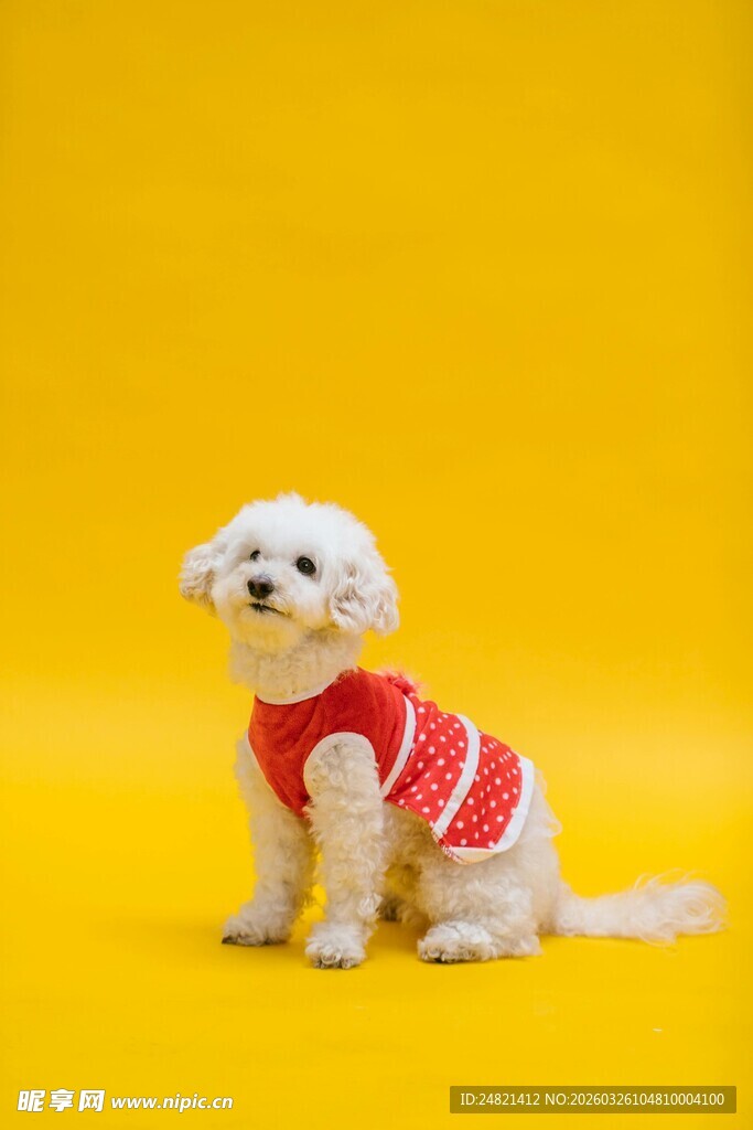 穿红衣的可爱小白狗