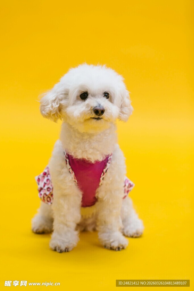 可爱白小狗穿粉色服饰