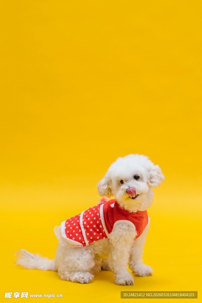 穿红衣的可爱小白狗