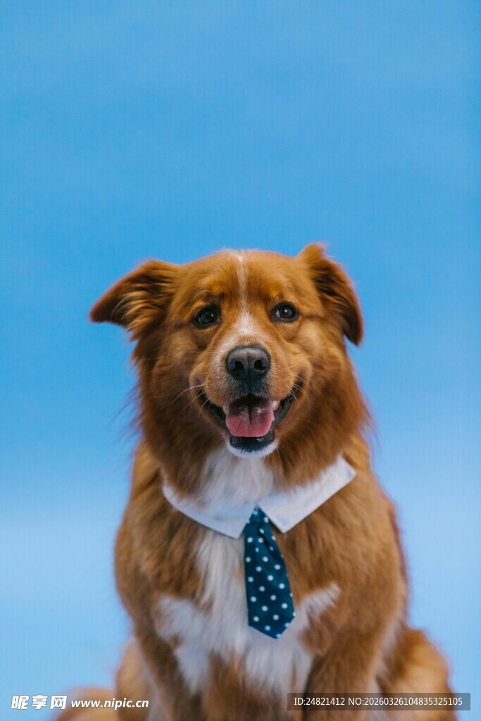 系领结的可爱边牧