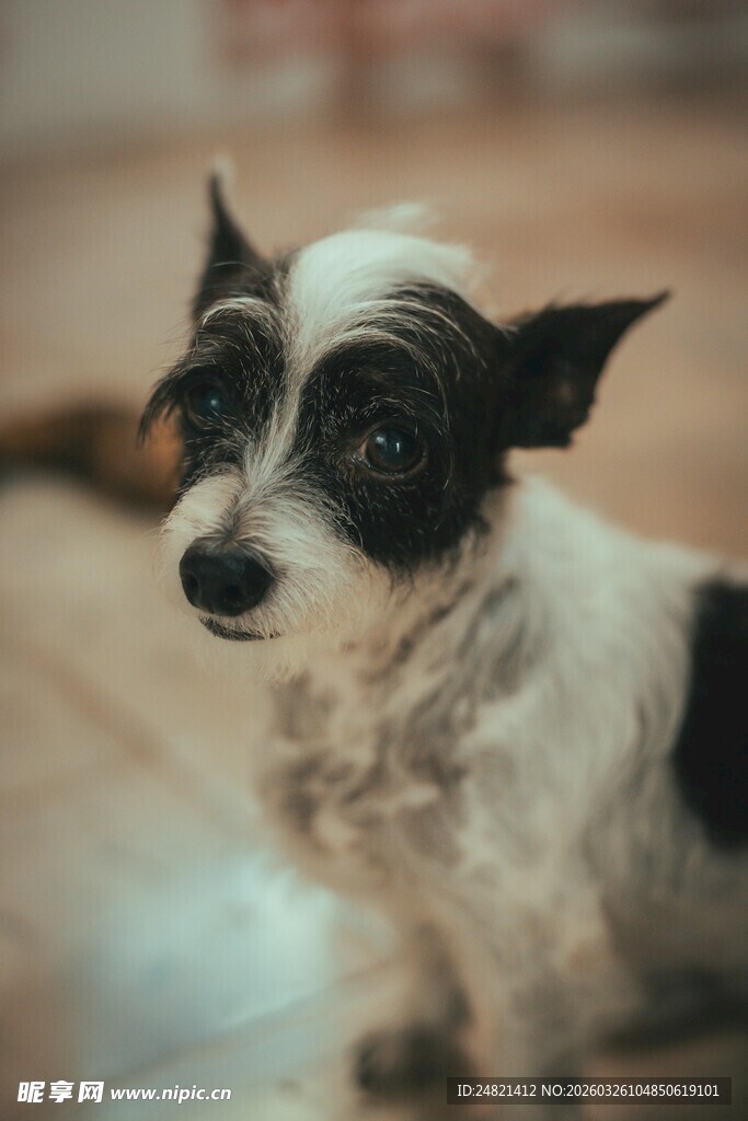 可爱黑白小狗安静端坐