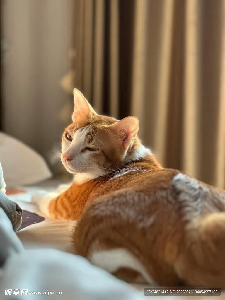 橘猫惬意躺卧在柔软床铺