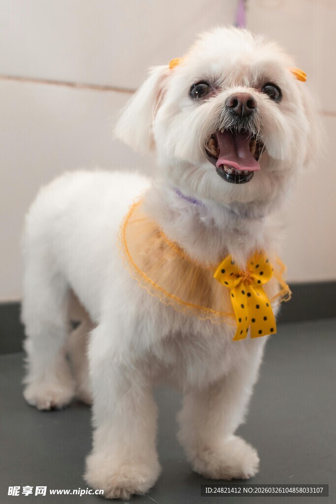 戴领结的可爱小白狗