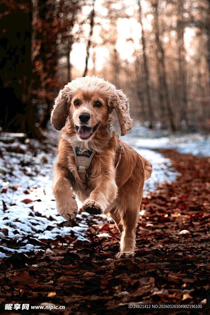 雪地林间奔跑的可爱小狗