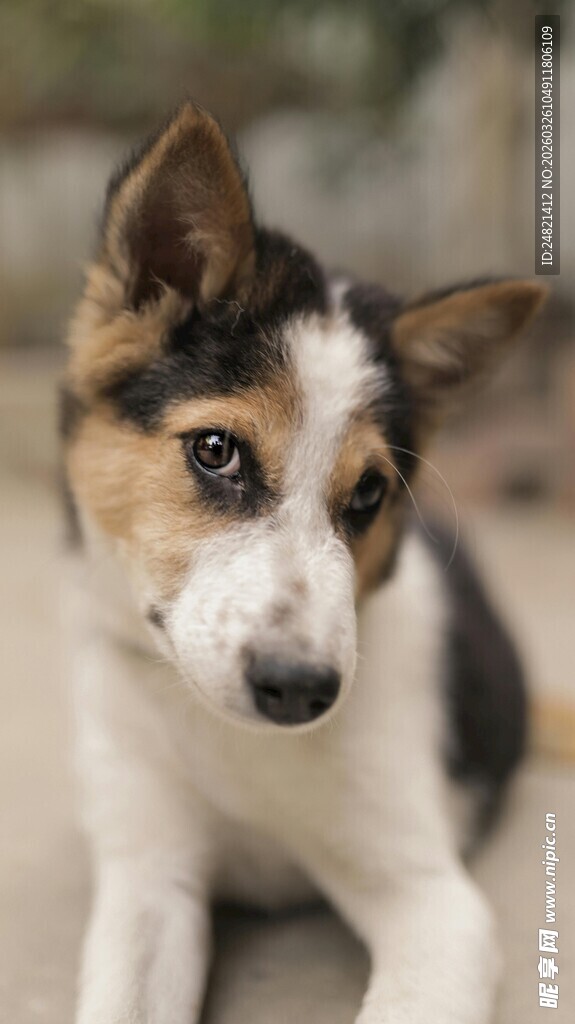 可爱三色小狗安静趴卧