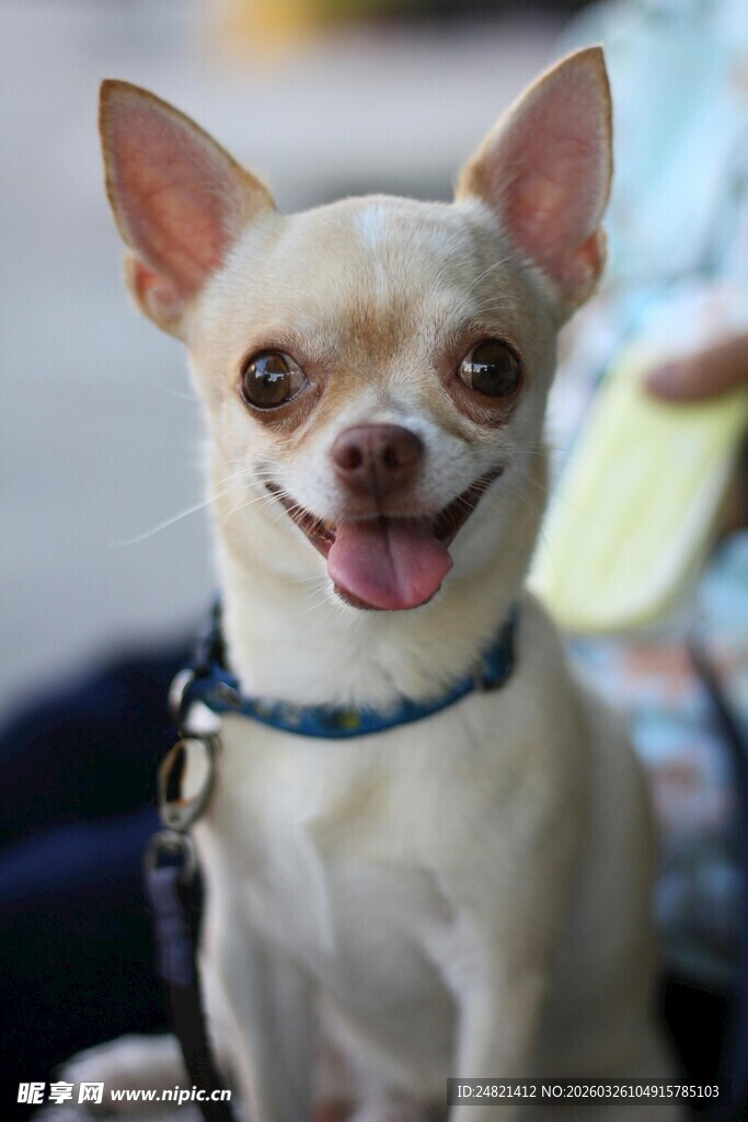 可爱吉娃娃咧嘴开心笑