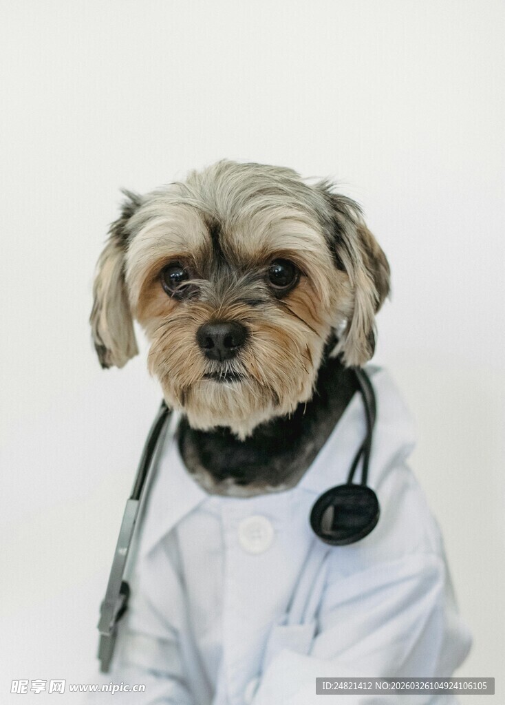 穿白大褂的萌宠狗狗