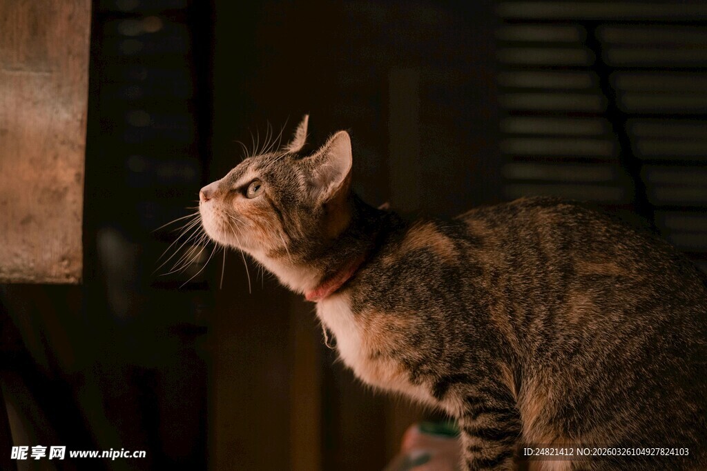 仰头猫咪的可爱瞬间