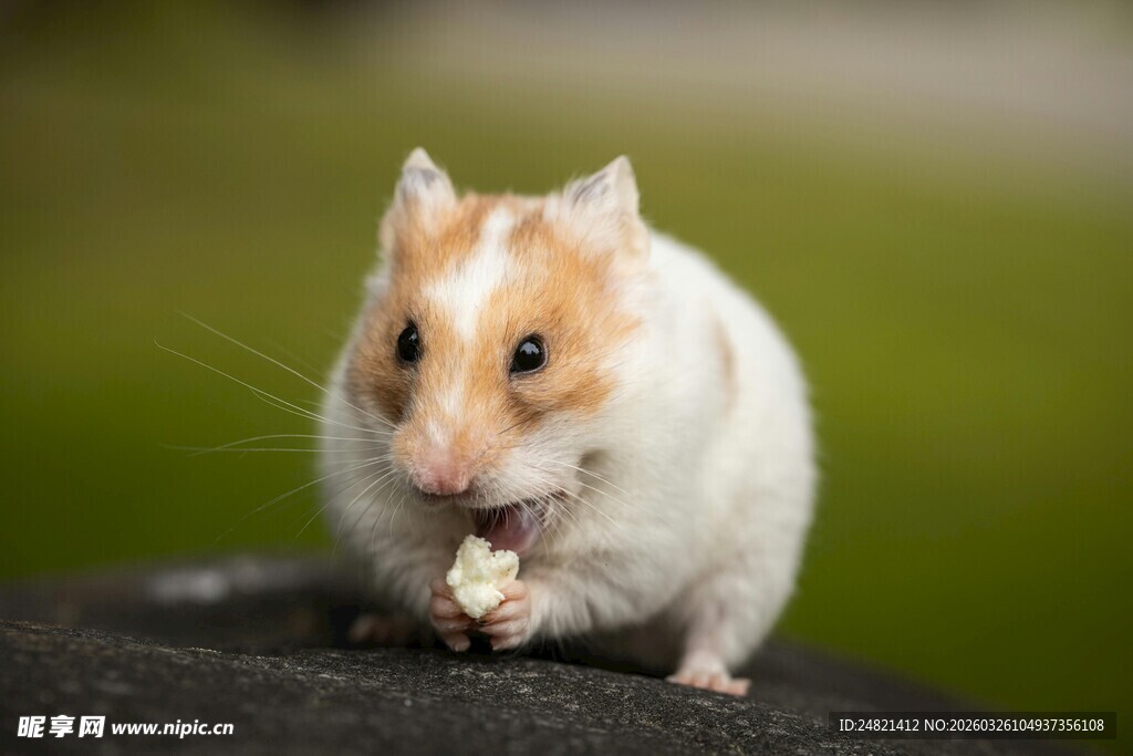 可爱仓鼠进食瞬间