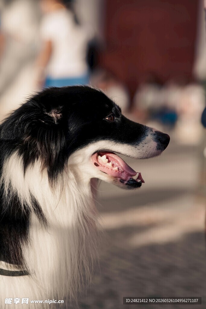 黑白边牧露齿惬意瞬间
