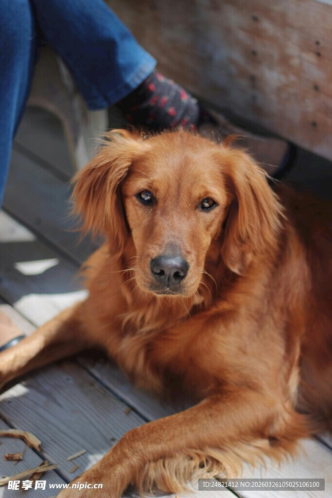 抚摸金毛犬的温馨瞬间