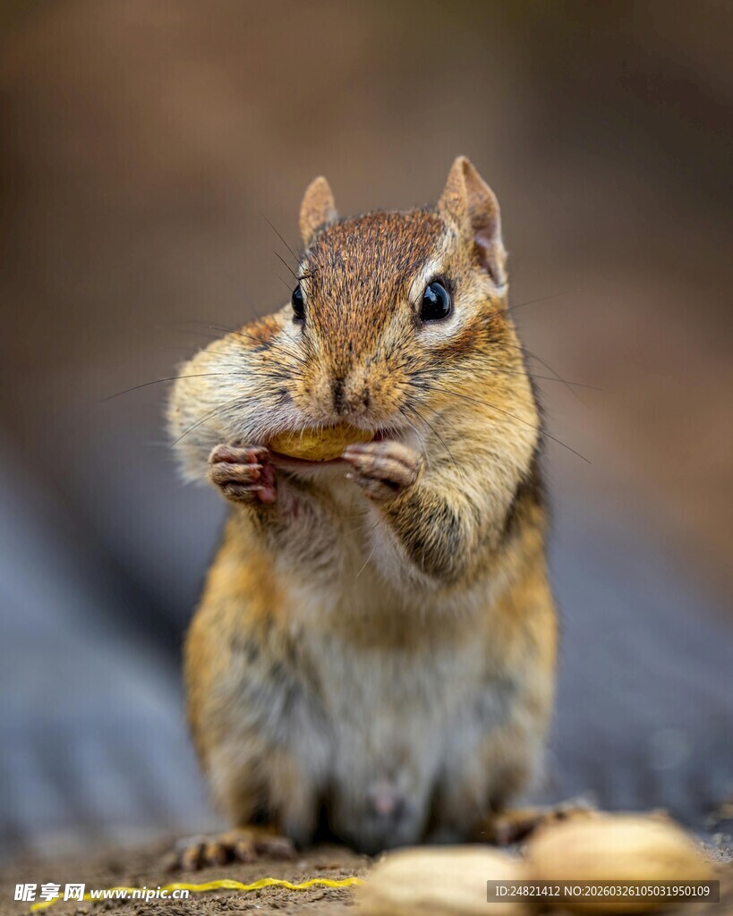 花栗鼠专注进食花生瞬间
