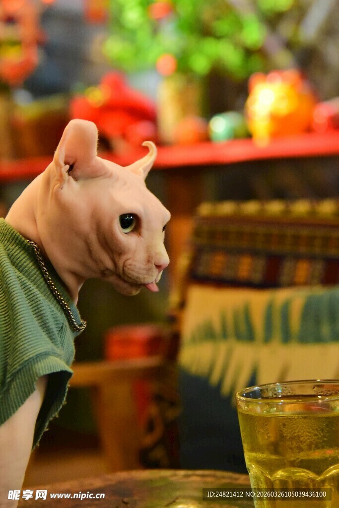 穿绿衣的无毛猫