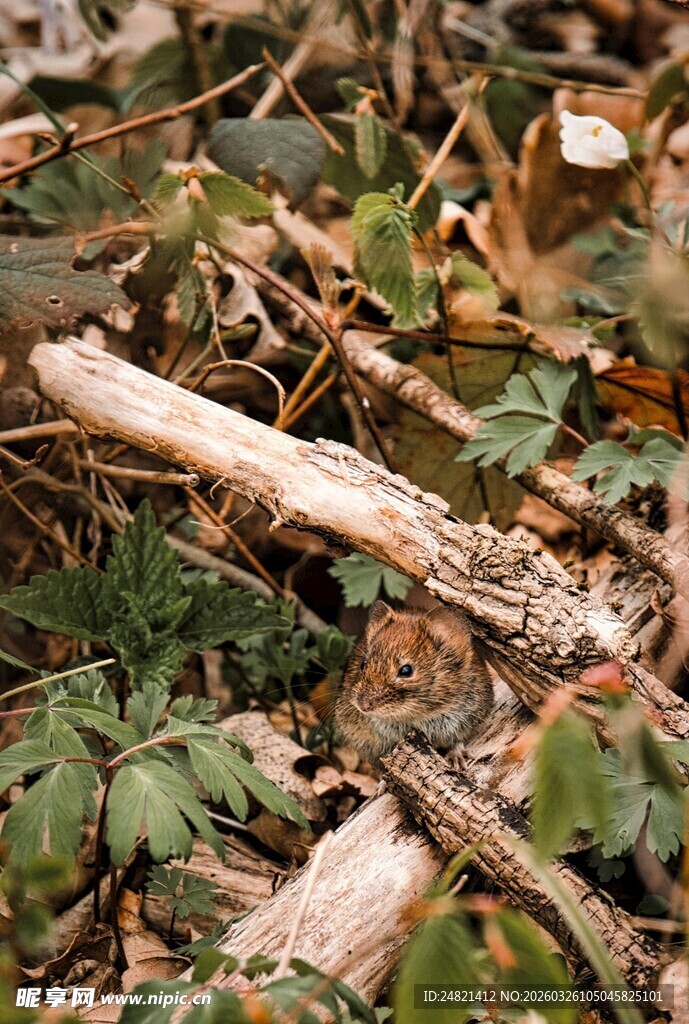 落叶中的枯木与绿植
