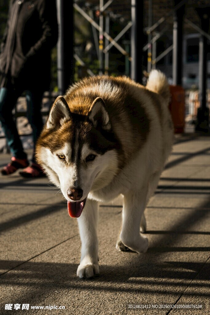 户外行走的棕白相间大狗