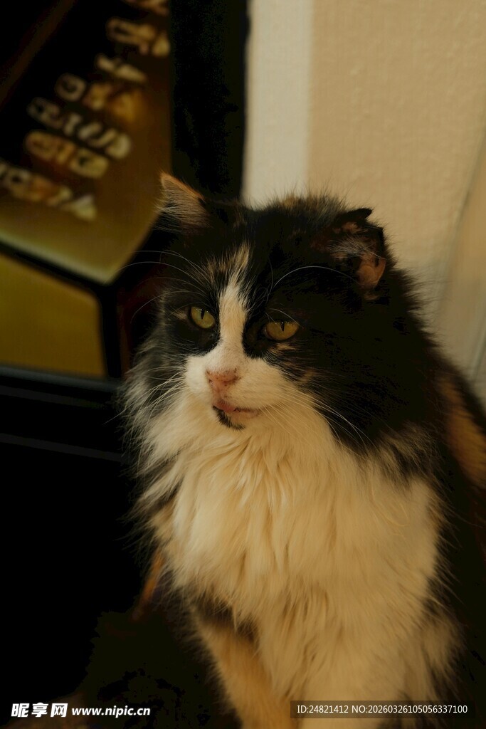 黑白长毛猫安静端坐