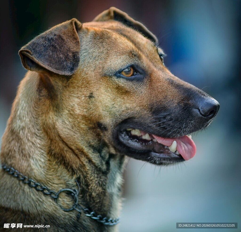 戴项圈的可爱棕色狗狗