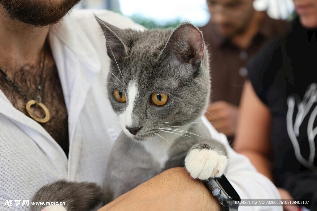 男子怀中的灰猫