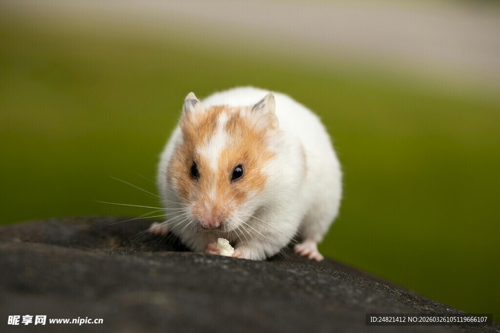 可爱仓鼠于石上萌态