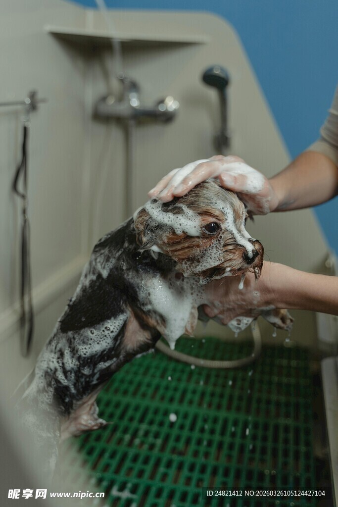 宠物洗澡瞬间
